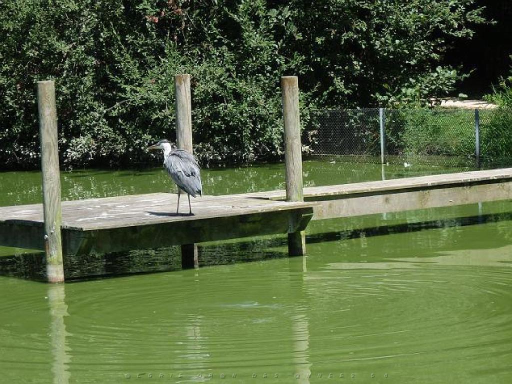 101PARC AUX OISEAUX DANS L AIN 2016 1_000039.jpg